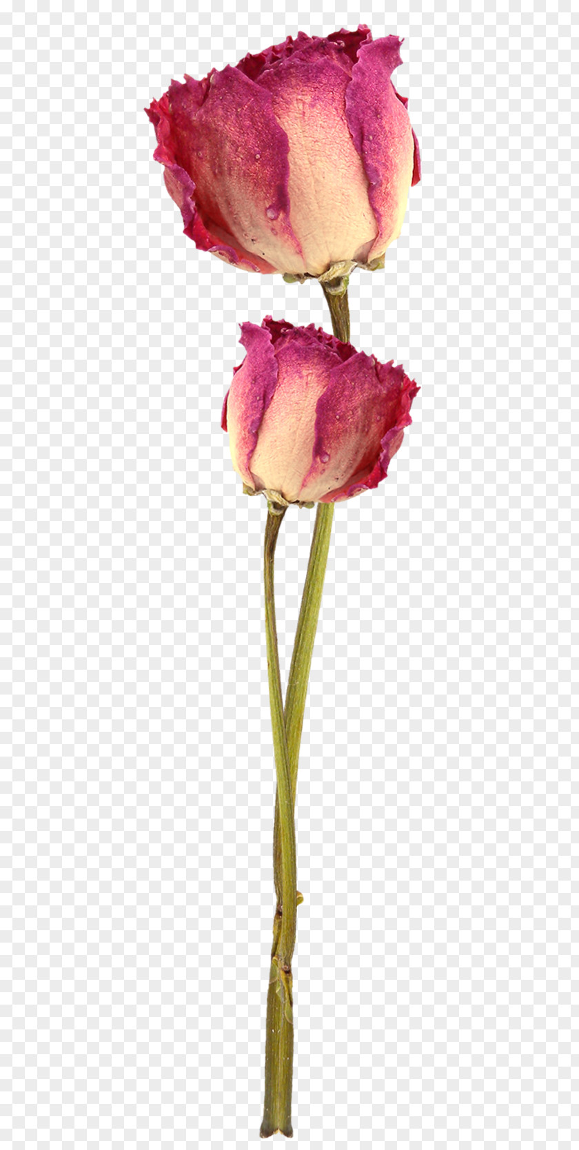 Rose Garden Roses Cut Flowers Tulip Bud PNG