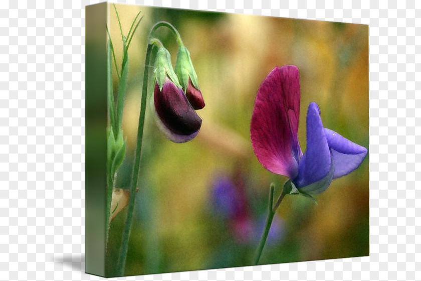 Tulip Meadow Violet Wildflower Plant Stem PNG