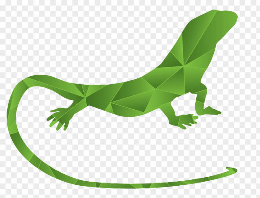 Anole Poster Lizard Gemstone Climbing Center Amphibians School PNG