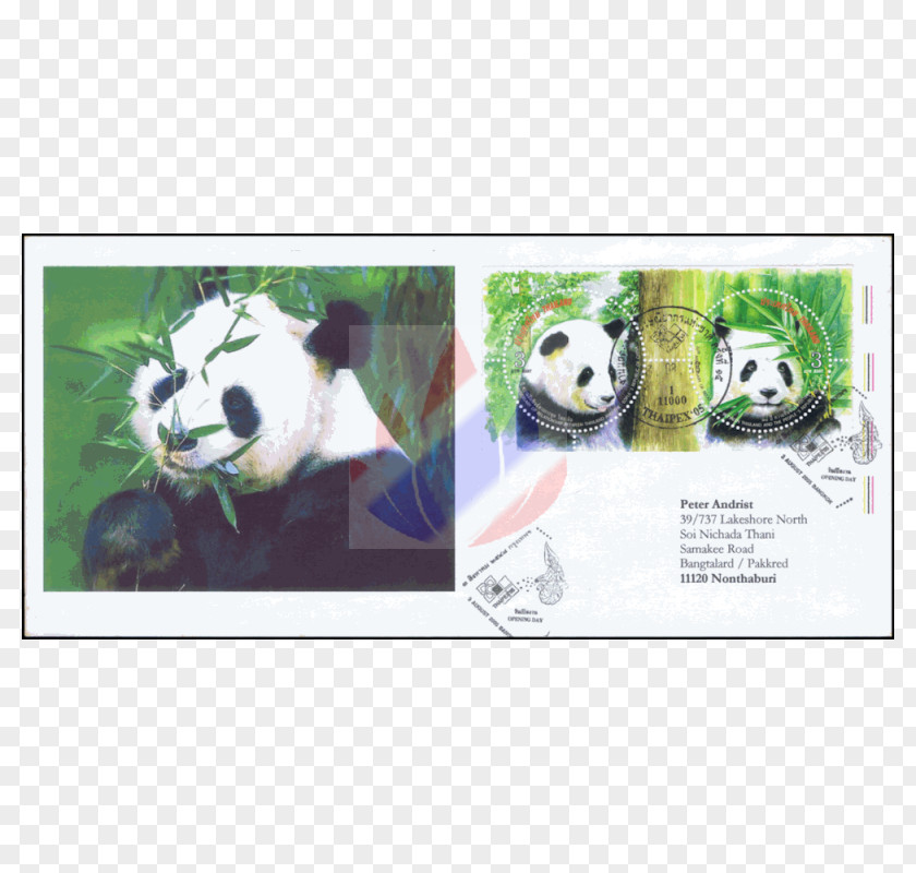 Chinece Diploma Giant Panda Advertising Bamboo Material Eating PNG