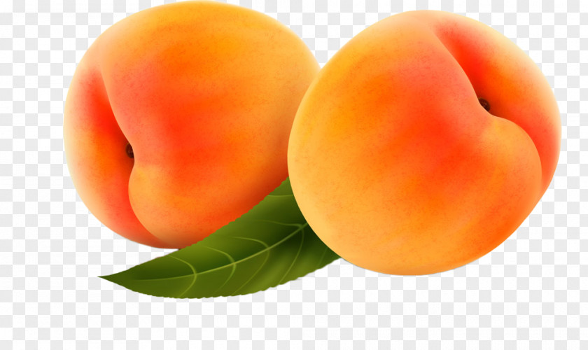 Peach Fruit Peaches Clip Art PNG