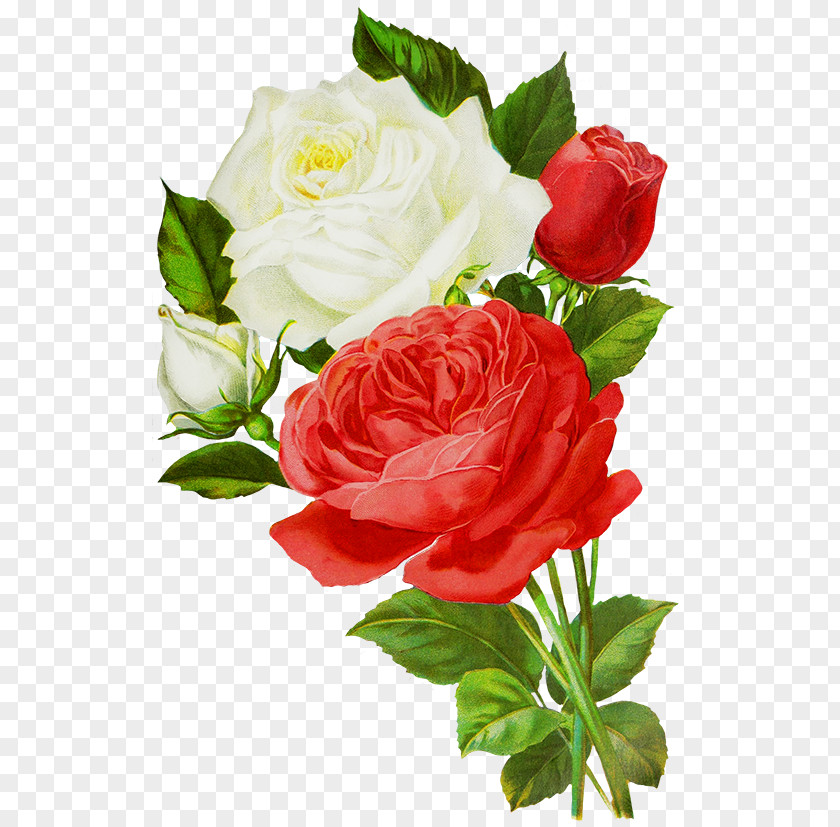 Rose Centifolia Roses Flower Bouquet Red Cut Flowers PNG