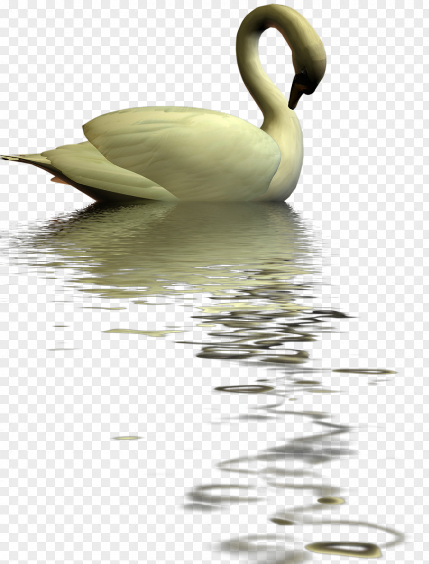 Swan Cygnini Goose Water Bird Duck PNG