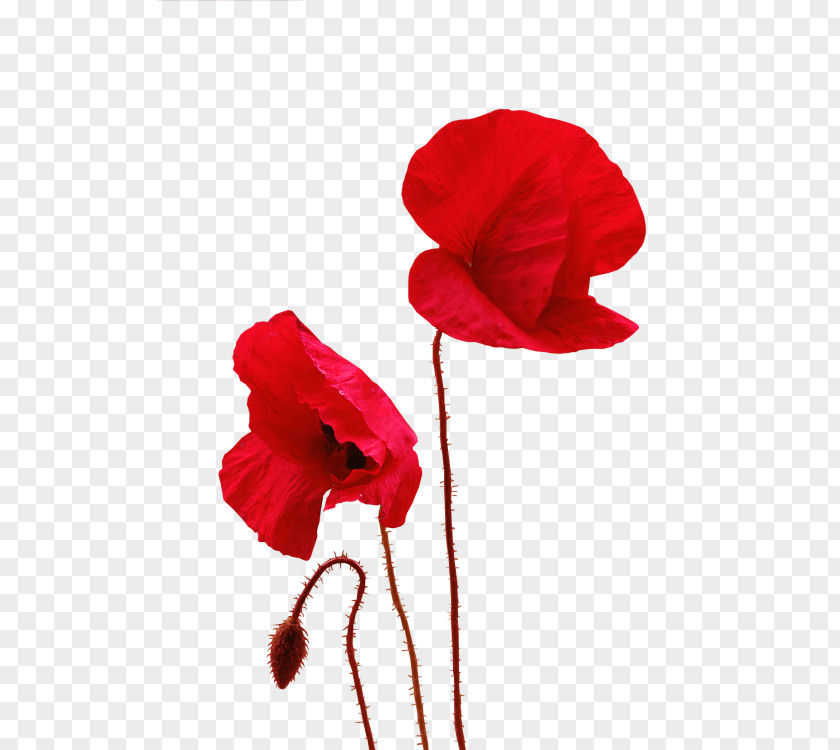 Abeille Sur Coquelicot Common Poppy Remembrance Clip Art PNG