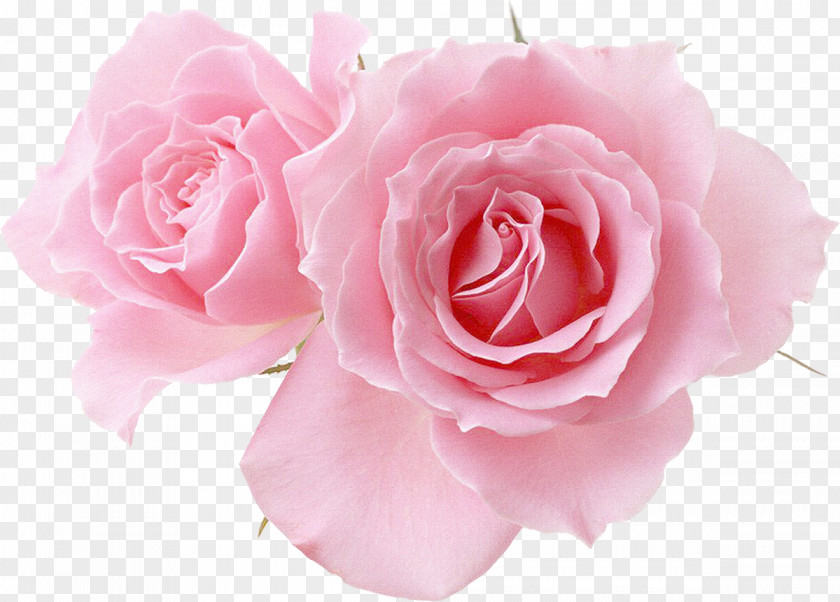 Flower Pink Garden Roses Desktop Wallpaper PNG