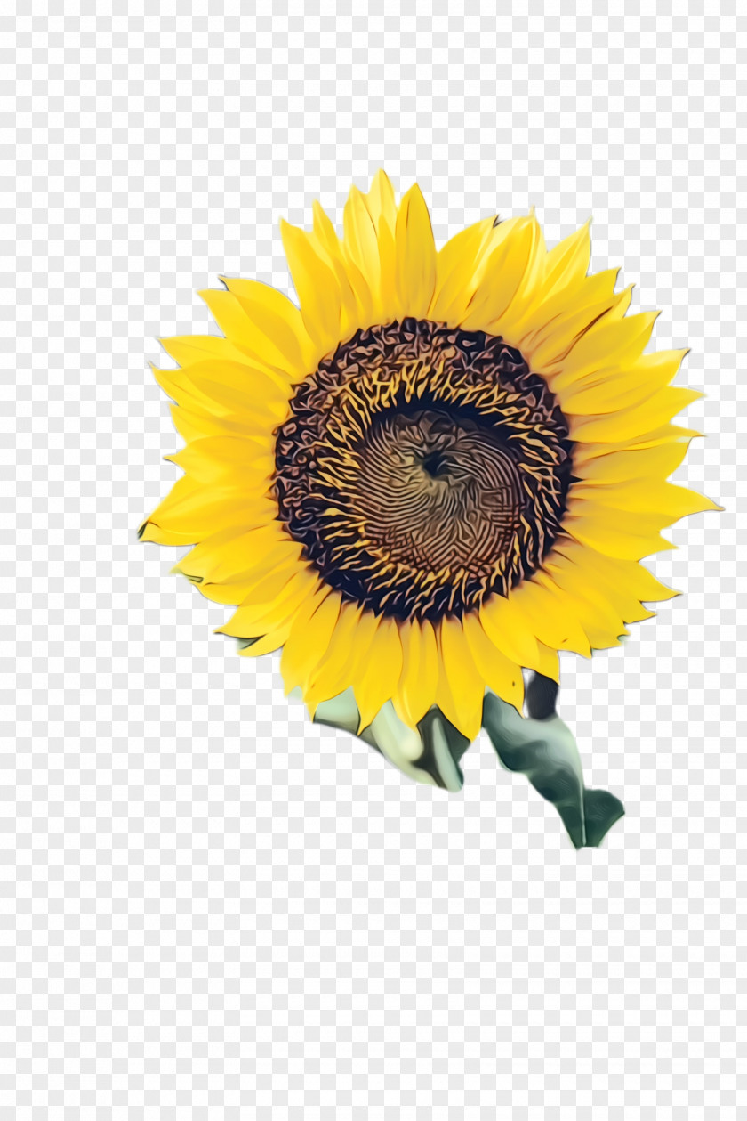 Pollen Daisy Family Flowers Background PNG