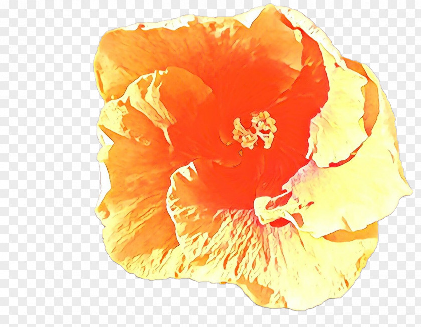Poppy Family Plant Orange PNG