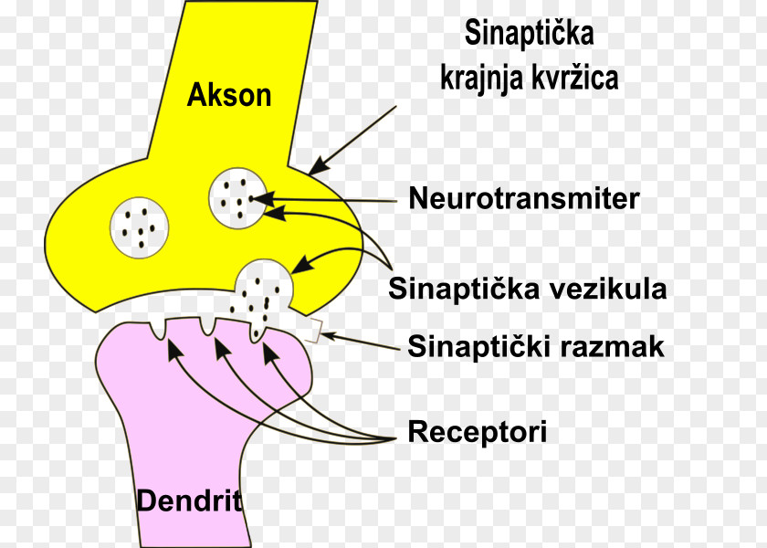 Synapse Neuron Saltatory Conduction Dendrite Axon PNG
