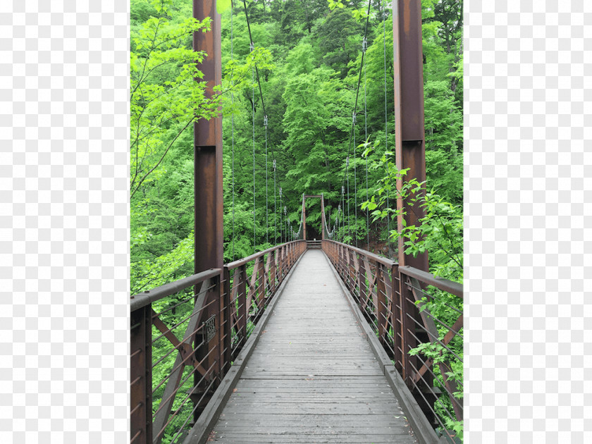 Tree Simple Suspension Bridge Rainforest Nature Reserve Canopy Walkway PNG