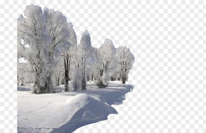 Winter Snow High-definition Television Video Display Resolution January Wallpaper PNG