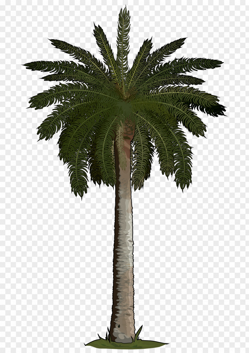 35 Arecaceae Sago Palm Tree Areca Phoenix Roebelenii PNG