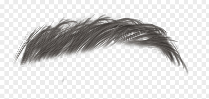 Bigote Animaatio Image Feather Wig Blog PNG