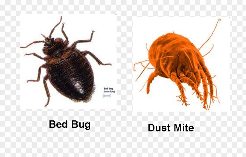 Bird Fleas Bed Bug Bite Pest Control Insect Techniques PNG