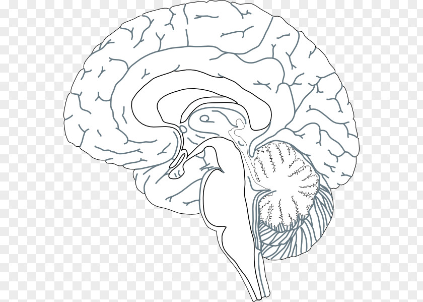 Brain Human Clip Art Christmas Diagram PNG