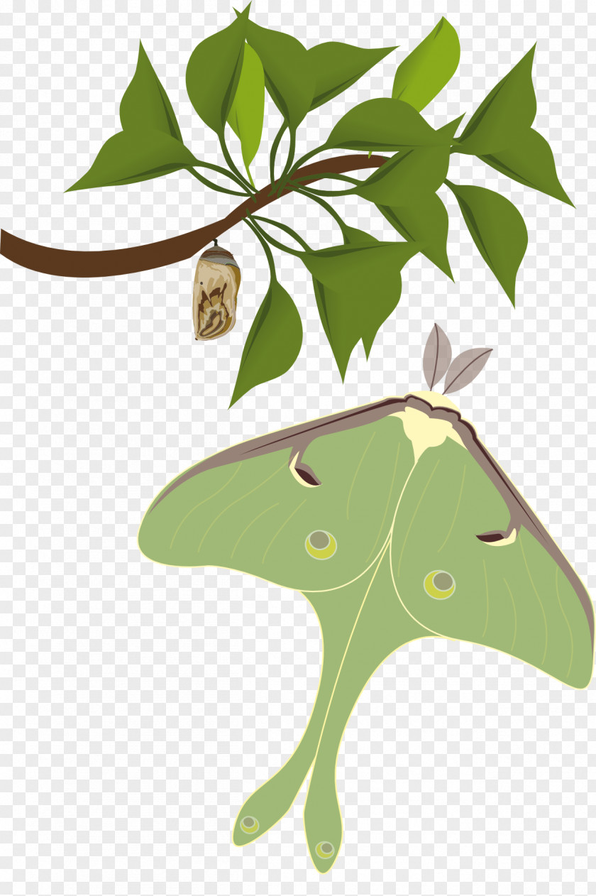 Butterfly Insect Clip Art PNG