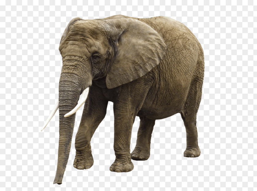 Elephants African Forest Elephant Clip Art PNG