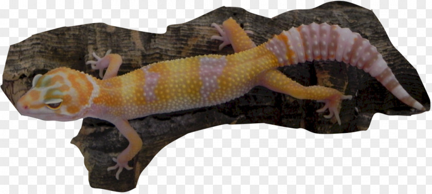 Leopard Gecko Lizard PNG