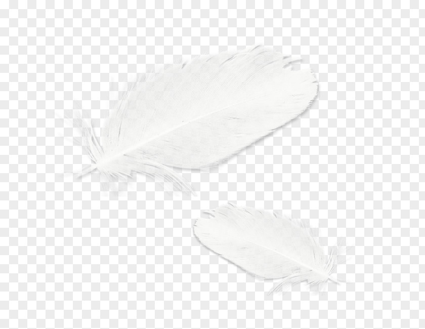 White Feather Pattern Unleash The Romance Black And Paperback PNG
