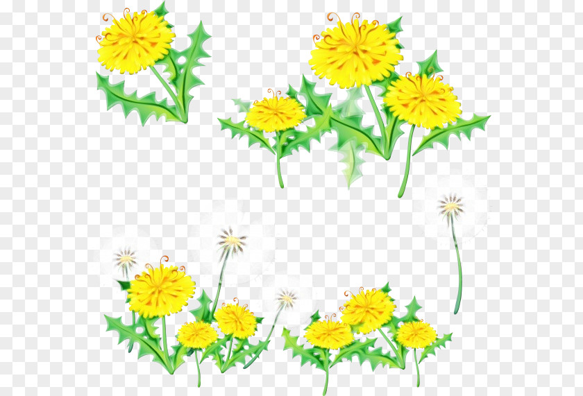 Camomile Flowering Plant Flower Yellow Chamomile Mayweed PNG
