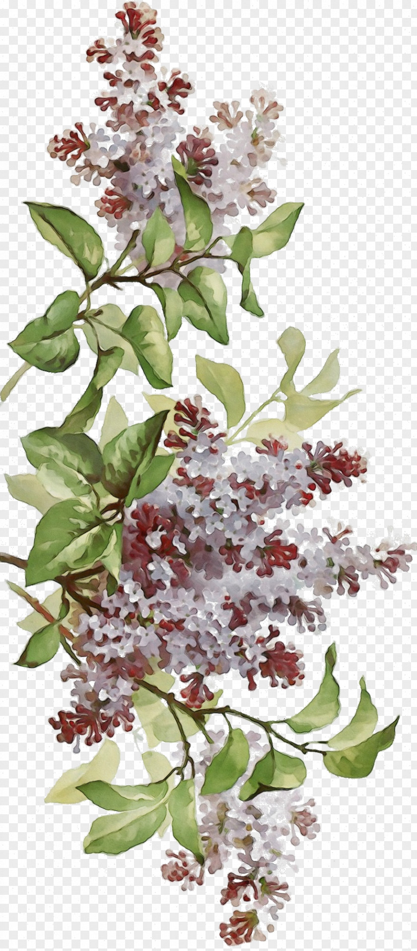 Flower Lilac Plant Tree PNG
