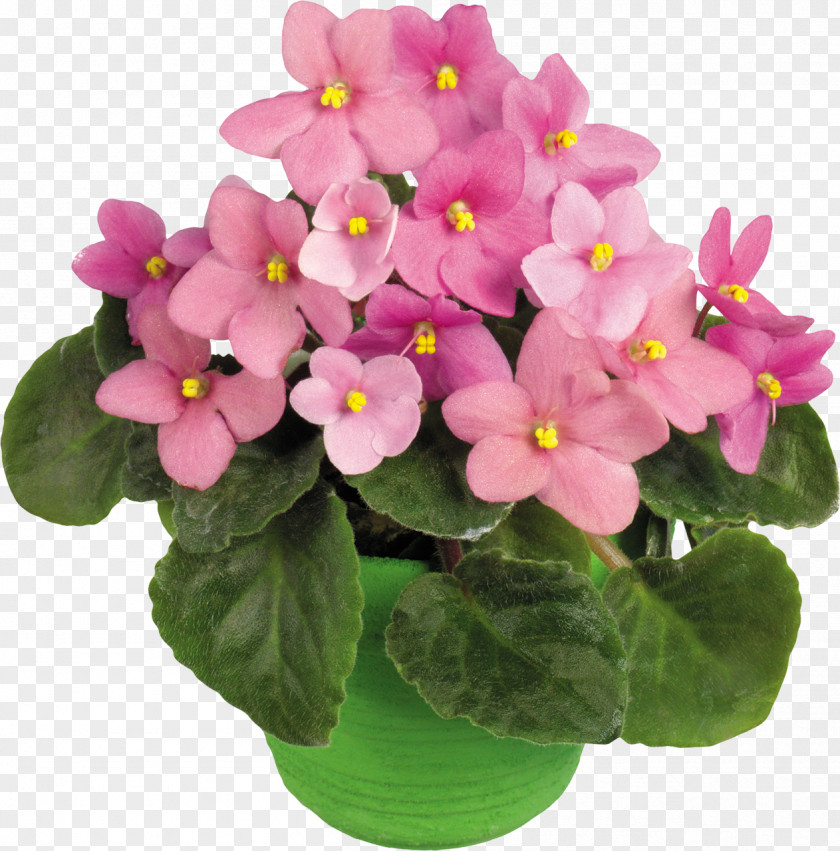 Potted Plant Flower Clip Art PNG
