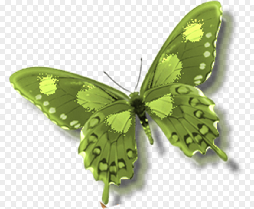 Butterfly Insect Alcon Blue Clip Art PNG