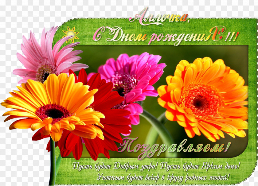 Chrysanthemum Transvaal Daisy Het Groot Complimentenboek Floral Design Cut Flowers PNG