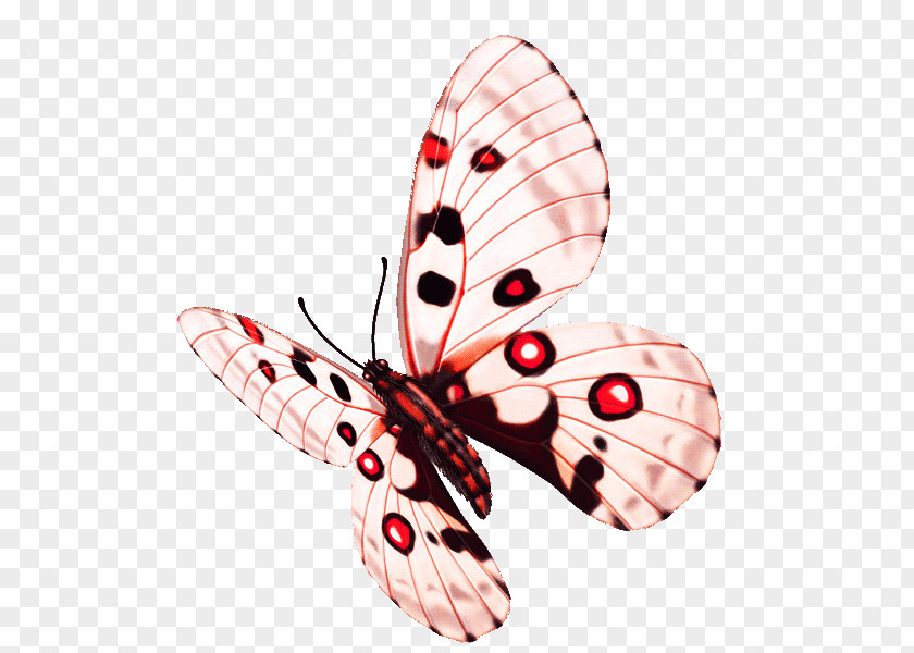 Colorful Butterfly Flower PNG