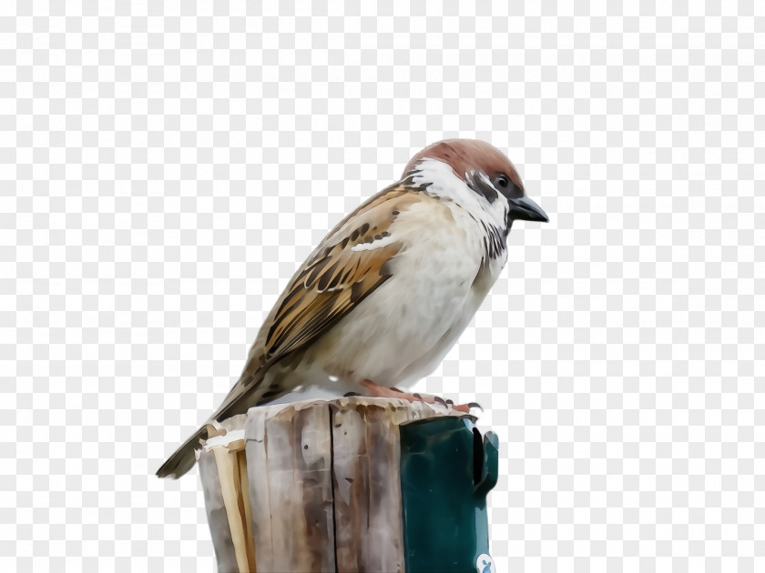 Finch Perching Bird Sparrow Beak House Songbird PNG
