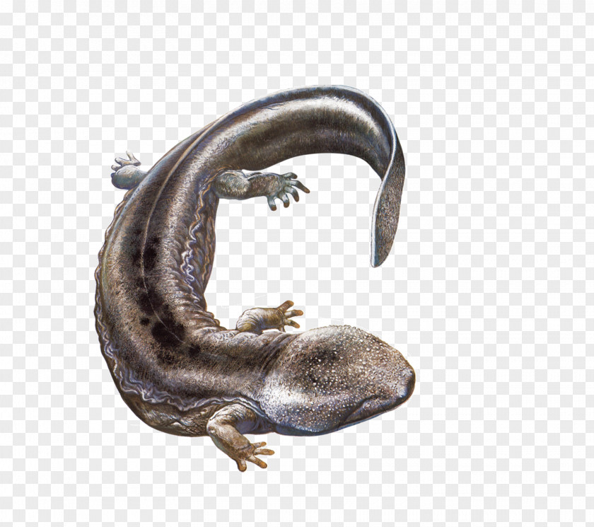 Giant Salamander Pictures Chinese Japanese PNG