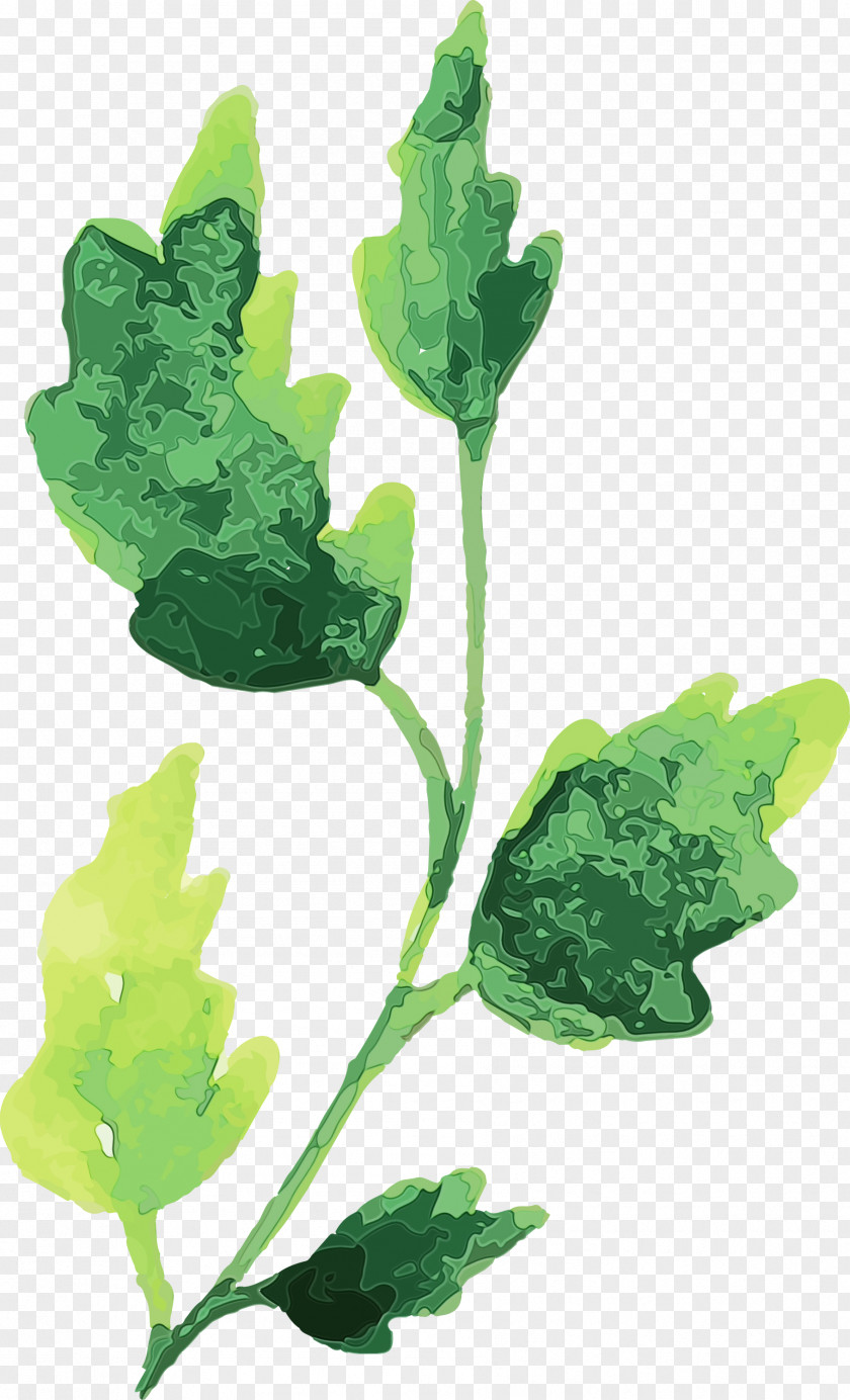 Leaf Plant Stem Spring Greens Herb Plants PNG