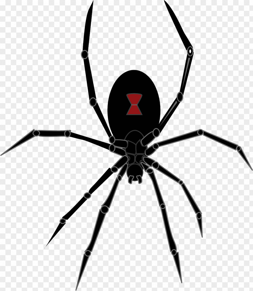 Black Spider Redback Southern Widow Drawing Clip Art PNG
