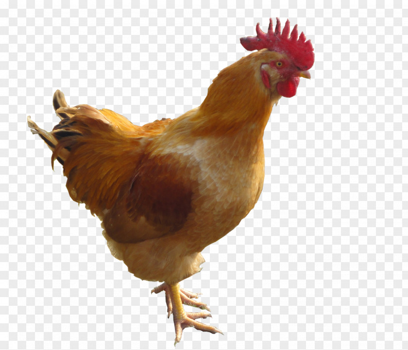 Chicken Meat Rooster Poultry PNG