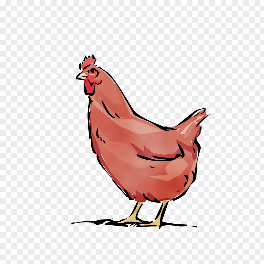 Comb Livestock Chicken Bird Rooster Cartoon Beak PNG