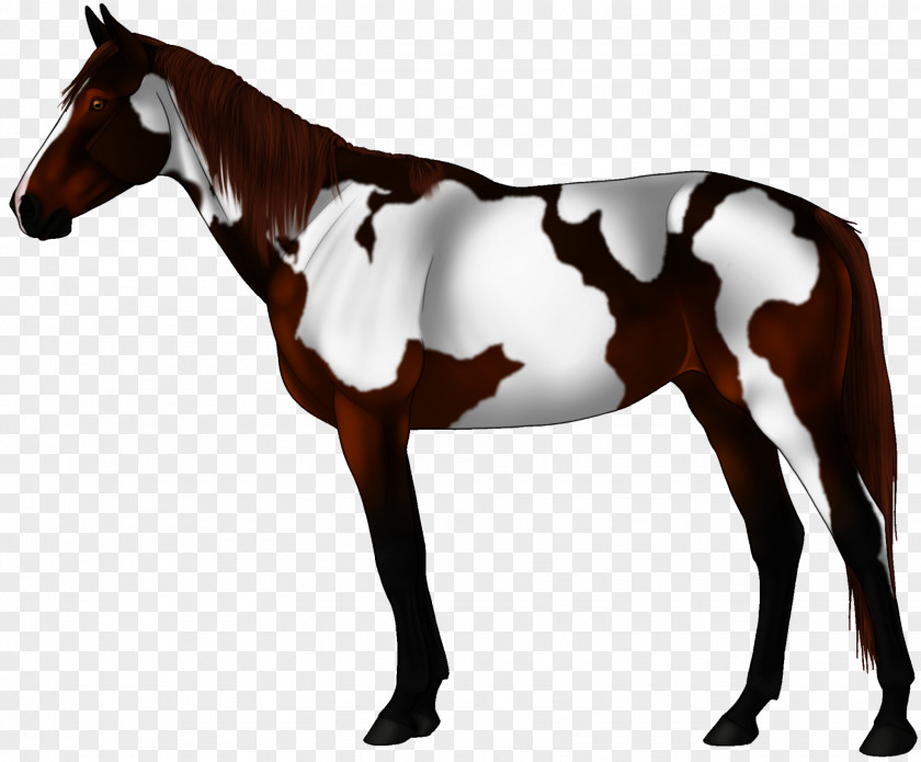 Mustang Arabian Horse Stallion Andalusian Appaloosa PNG