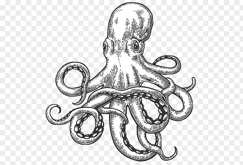 Coloring Book Line Art Octopus Cartoon PNG