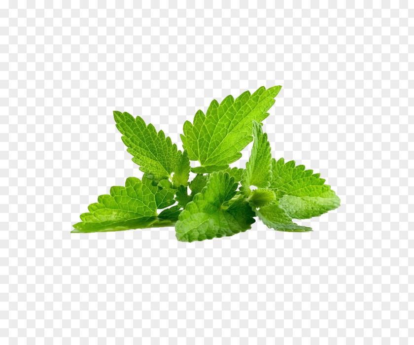 Creative Mint Leaves Peppermint Mentha Spicata Herb Arvensis Leaf PNG
