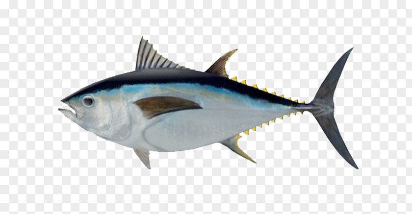 Fishing Bigeye Tuna Southern Bluefin Albacore Atlantic Yellowfin PNG
