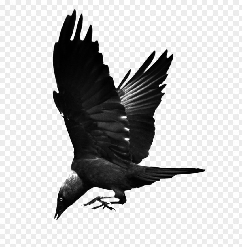 Flying Raven Bird Common Hooded Crow Western Jackdaw PNG
