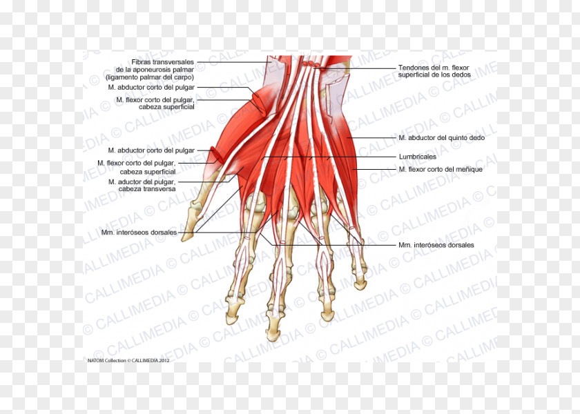 Hand Finger Muscle Muscular System Dorsal Interossei Of The PNG