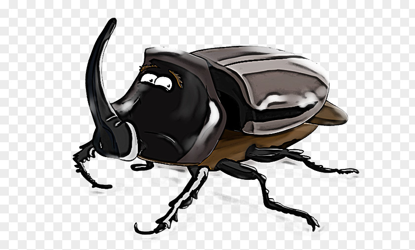 Insect Japanese Rhinoceros Beetle Scarabs PNG
