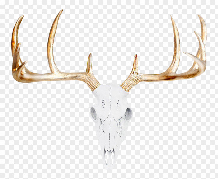 Large Deer Head White-tailed Bison Animal Skulls PNG