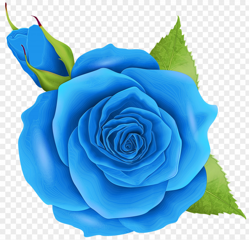 Artificial Flower China Rose Blue Watercolor Flowers PNG