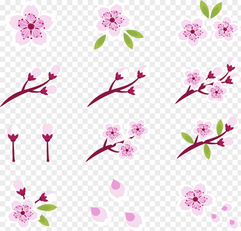 Beautiful Cherry Blossoms National Blossom Festival Pink PNG