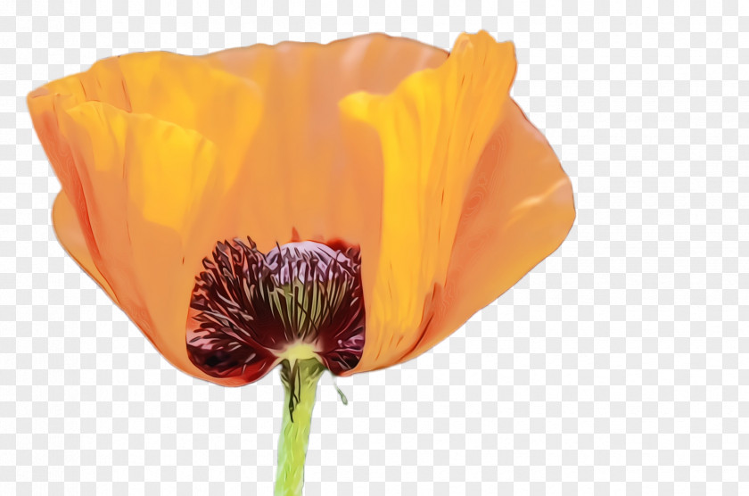 Corn Poppy Coquelicot Blossom Background PNG