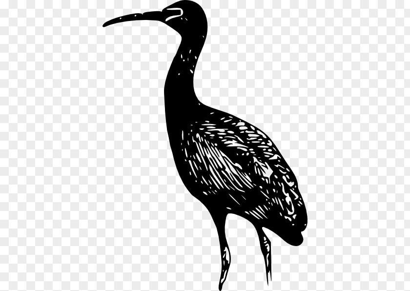 Ibis Cliparts Bird Bald Eagle Clip Art PNG