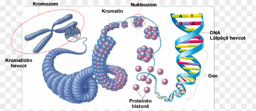 Science Eukaryotic Chromosome Structure DNA Cell Nucleic Acid PNG