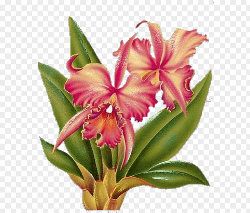 Xu Flower Cattleya Orchids Petal Animaatio PNG