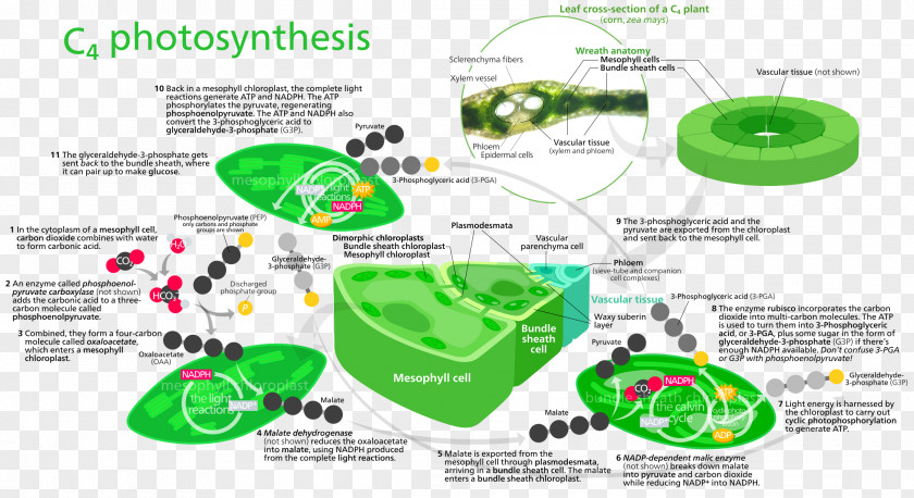 3d Arrows Photosynthesis C4 Carbon Fixation Light-dependent Reactions Calvin Cycle Dioxide PNG