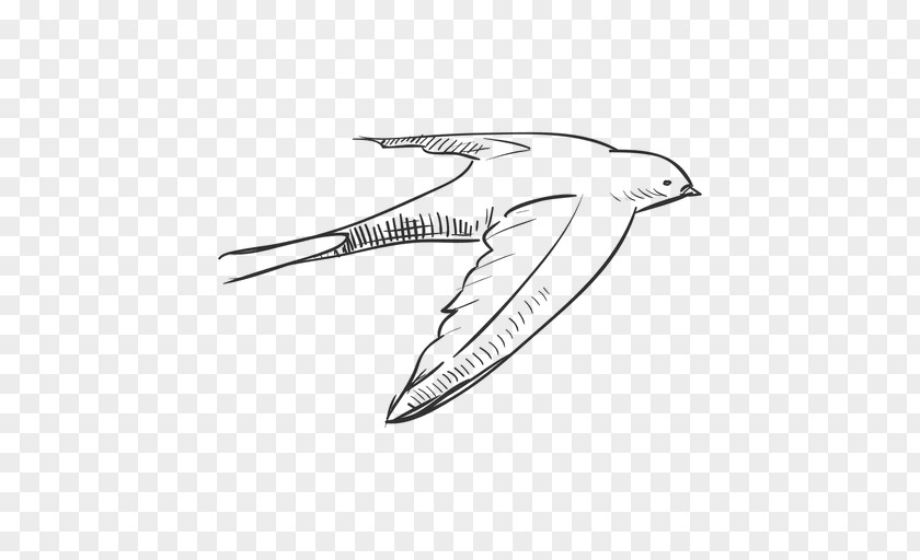 Drawn Bird Swallow Drawing PNG